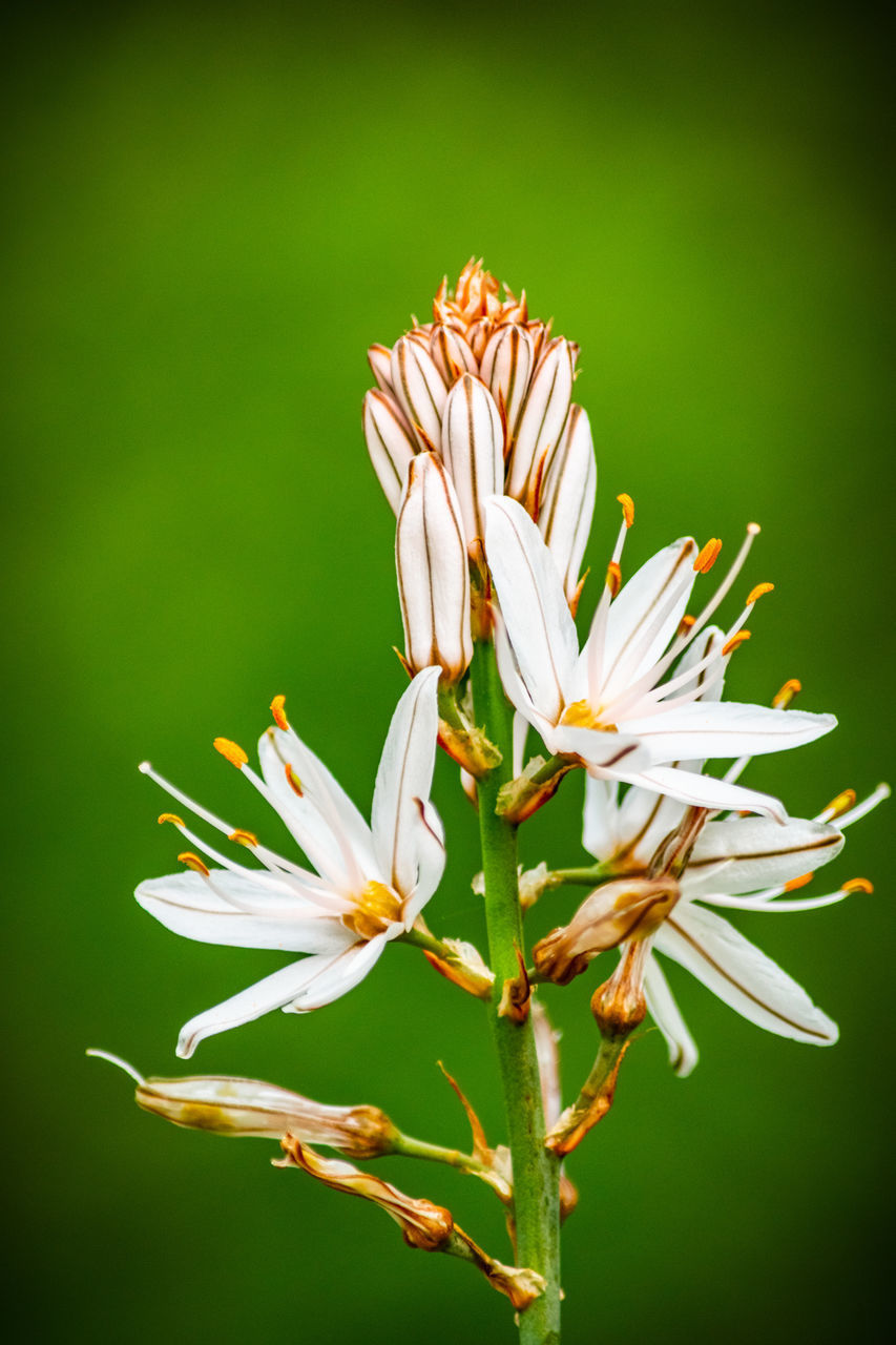 CLOSE-UP OF WHITE FLOWER PLANT