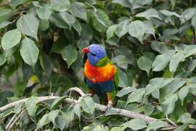 Birds perching on branch