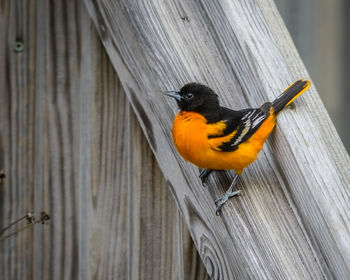 Close-up of bird perching on wood