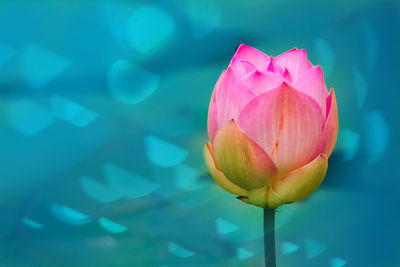 Close-up of pink lily