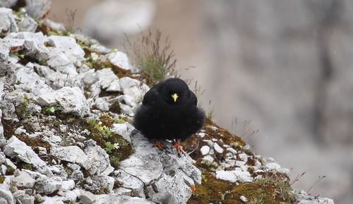 High angle view of bird perching on snow