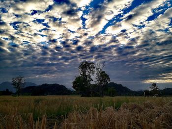 Scenic view of field against sky during sunset