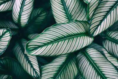 Beautiful dark green leaves pattern for wallpaper and backdrop. natural background. 