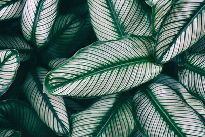 Close-up of palm leaves