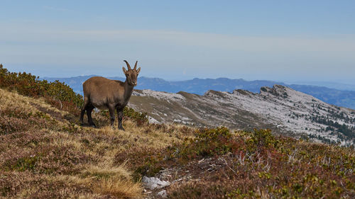 Gämse in den bergen