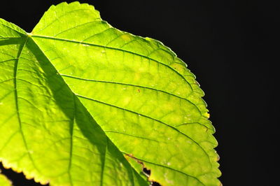 Close-up of raindrops on leaves against black background