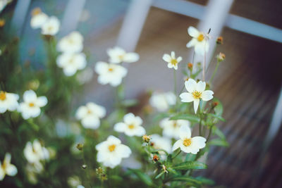 Close-up of white daisy flowers