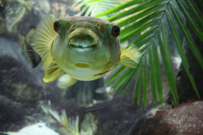 Close-up of fish swimming in aquarium