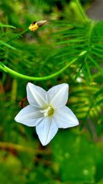 Close-up of white flower