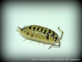 Close-up of caterpillar over white background