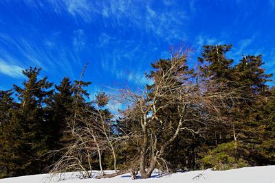Pine trees on snow covered land against sky