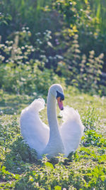 White swan in a field