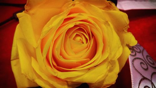 Full frame shot of yellow rose