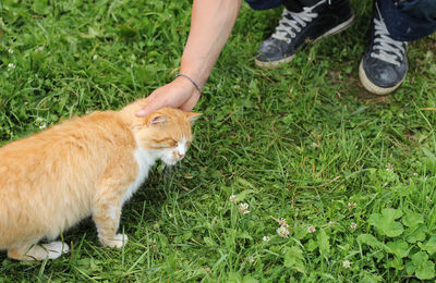 Low section of person with cat on field