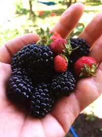 Close-up of hand holding strawberries