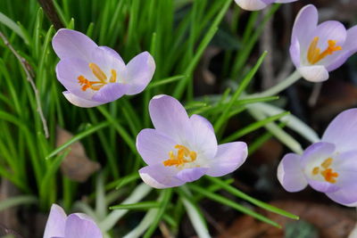 Close-up of purple crocus flowers