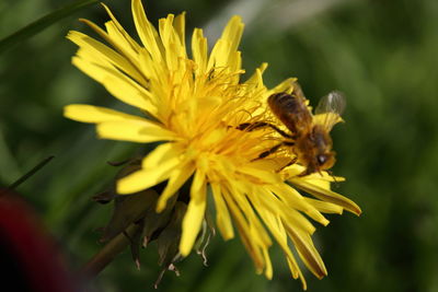 Close-up of bee on yellow flower