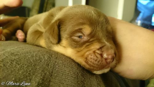 Close-up of dog lying on sofa