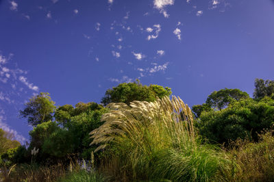 Low angle view of plants against blue sky