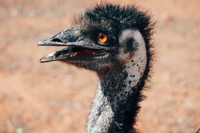 Close-up of a bird