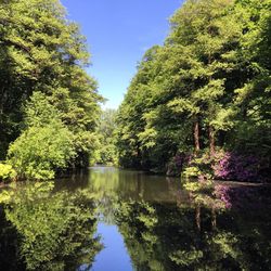 Reflection of trees in lake