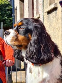 Close-up of a dog looking away