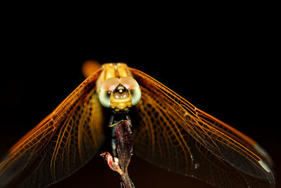 Close-up of a black background