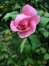 Close-up of pink rose blooming outdoors