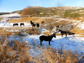 Horses on a field