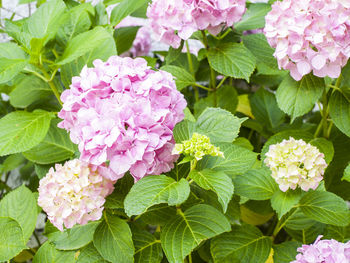 Close-up of pink flowering plants