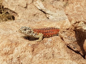 Close-up of lizard on rock