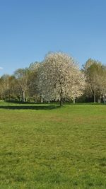 Scenic view of field against clear sky