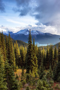 Scenic view of pine trees against sky