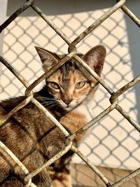 Close-up of cat sitting on chainlink fence