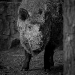 Portrait of wildhog standing on field