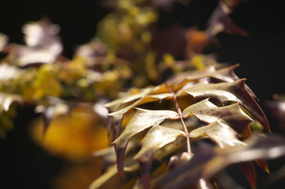 Close-up of dry leaves