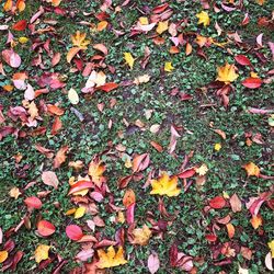 Close-up of fallen maple leaves on field