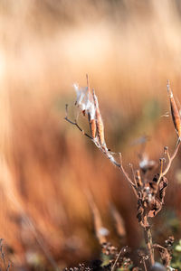 Close-up of wilted plant on field