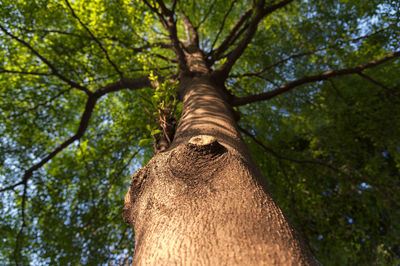 Low angle view of a tree