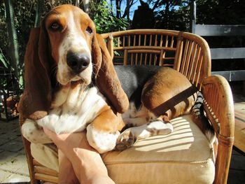 Portrait of dog sitting on chair