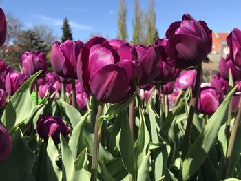Close-up of pink tulips against sky