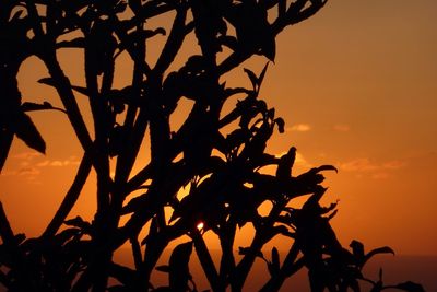 Low angle view of silhouette trees against sky at sunset