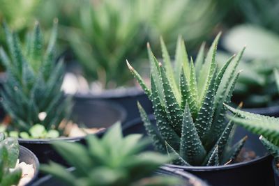 Close-up of succulent plant