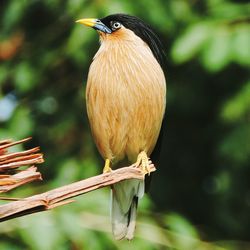 Close-up of brahminy starling perching on branch