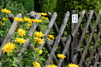 Close-up of yellow flowers on wood