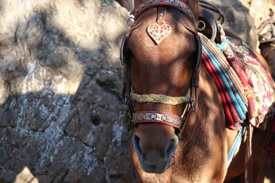 Close-up of horse