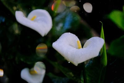 Close-up of wet white flowering plant