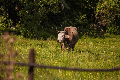 Cow in a field