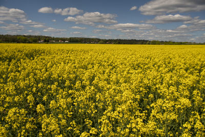 Scenic view of oilseed rape field against sky