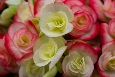 Full frame shot of pink roses